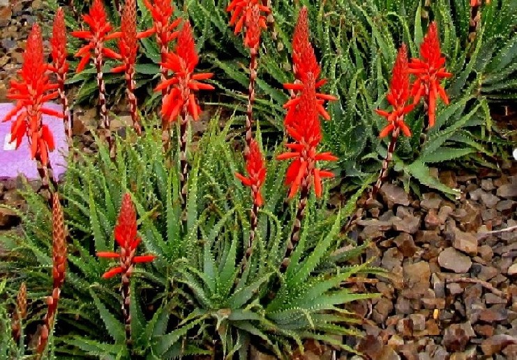 Giardino botanico di Melbourne 5